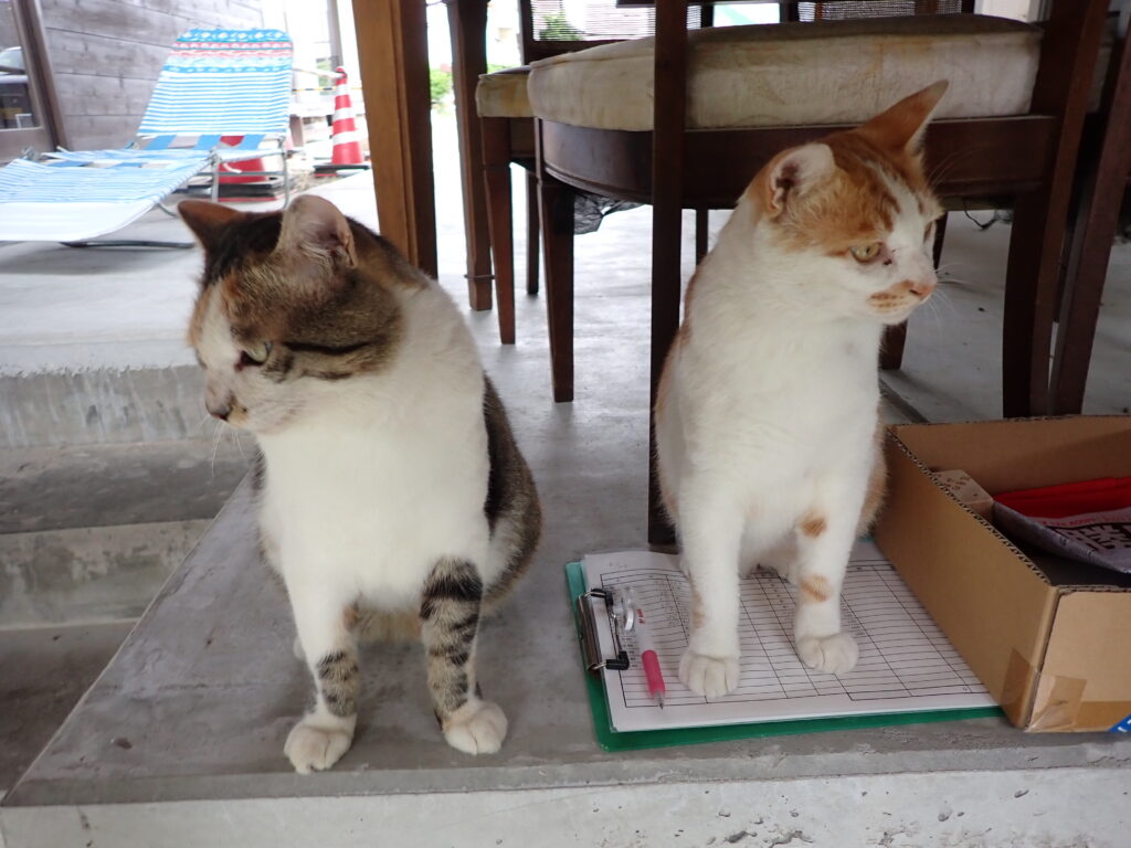 河童はうすの猫