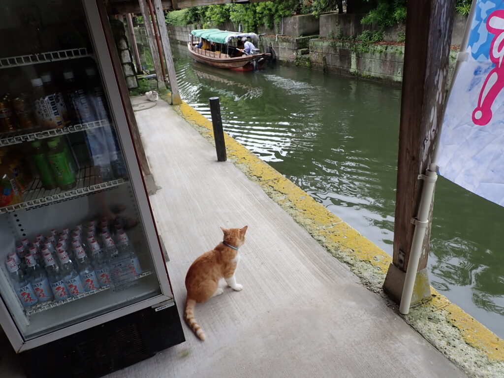 舟を見送る猫