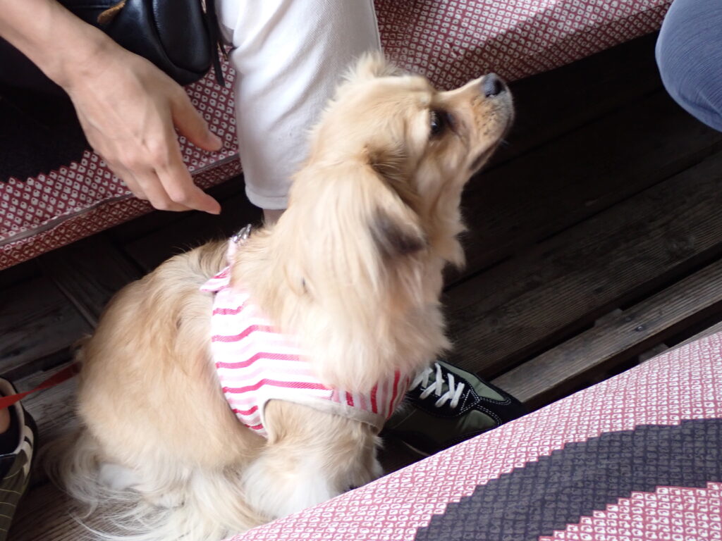 十二橋めぐり犬連れOK