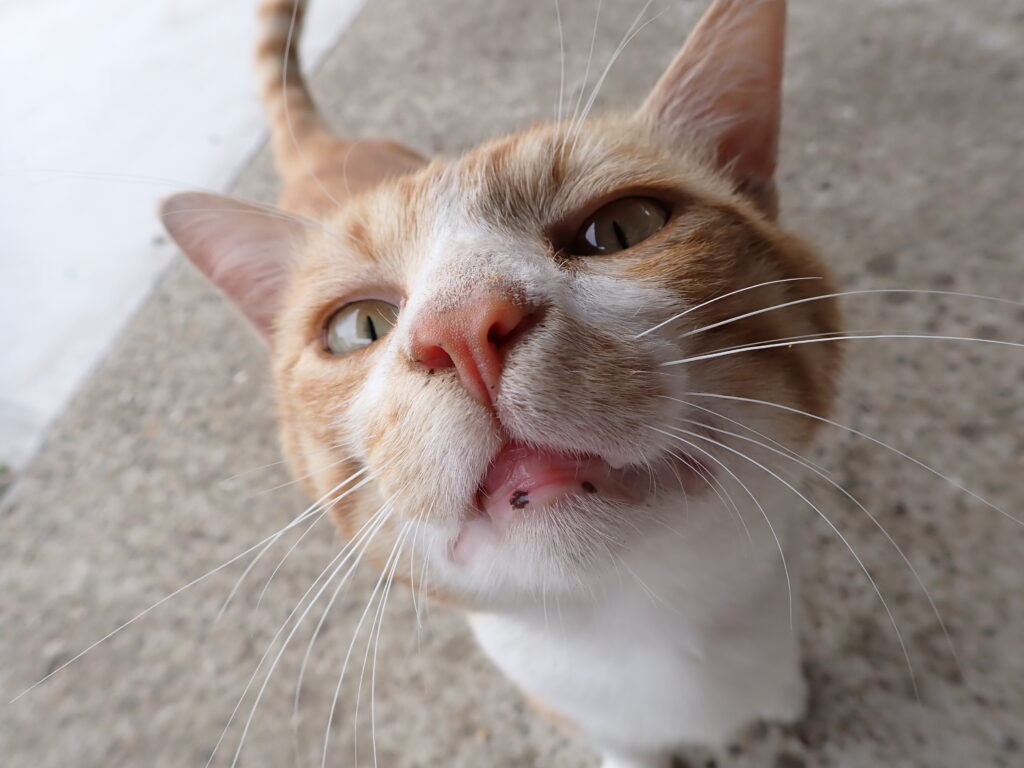 河童はうすの猫