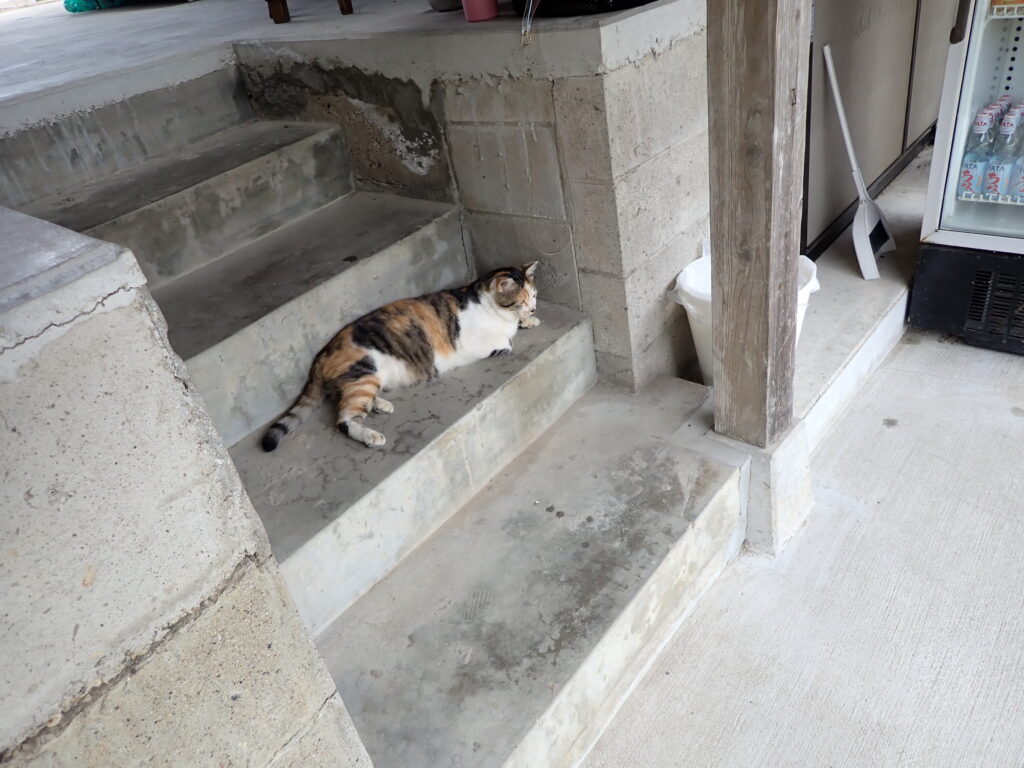 河童はうすの猫