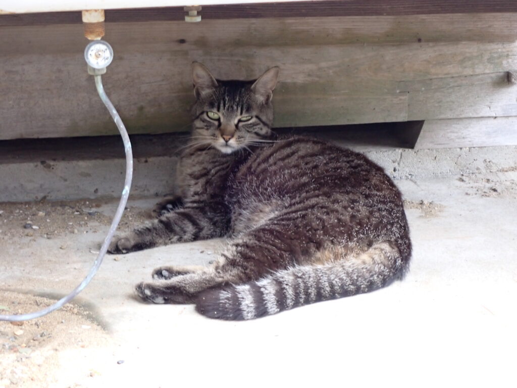 河童はうすの猫