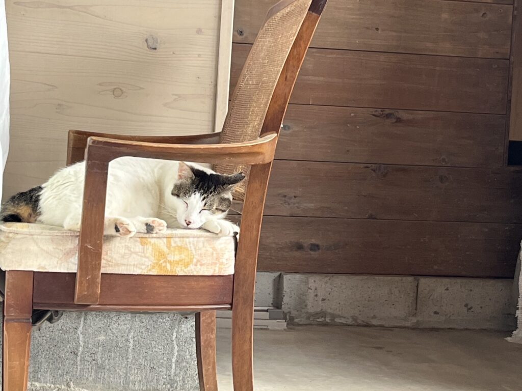 加藤洲十二橋河童はうすの猫