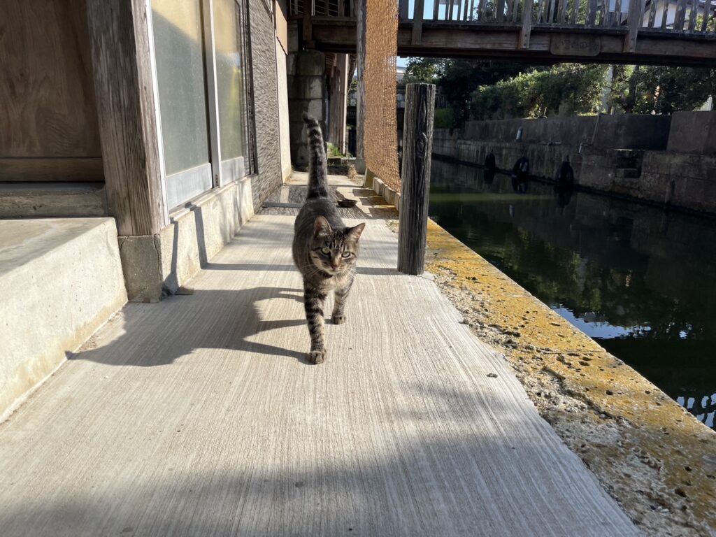 河童はうすの猫たち