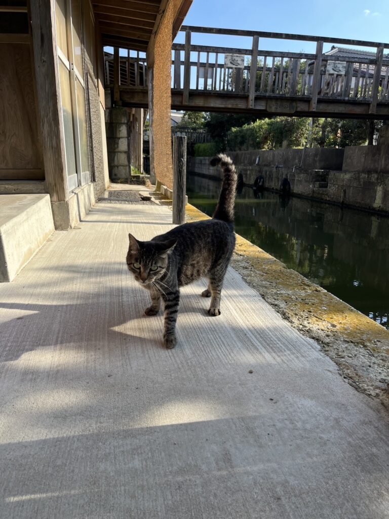 河童はうすの猫たち