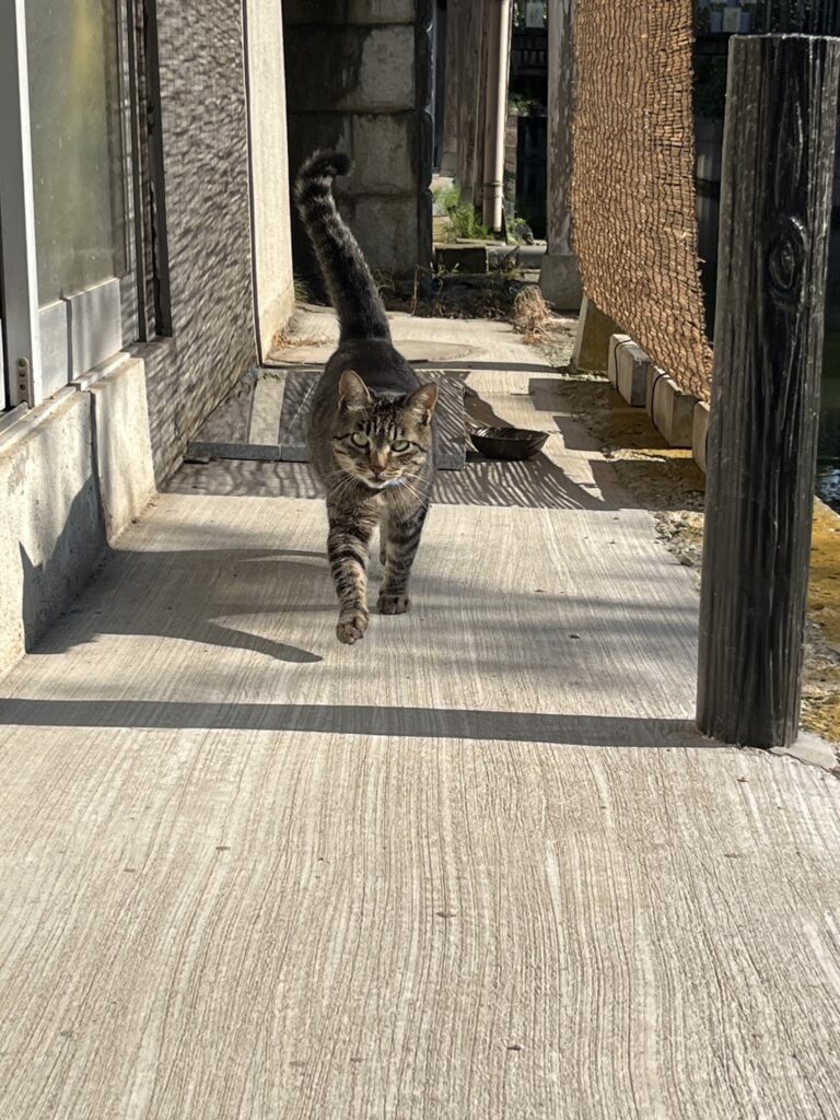 河童はうすの猫たち