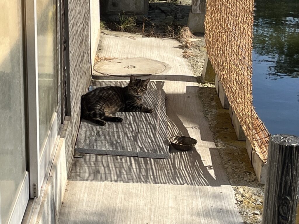 河童はうすの猫たち