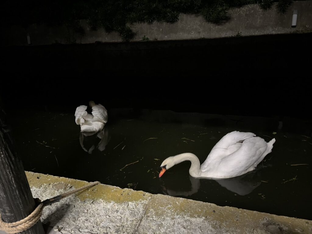 河童はうすに白鳥が来た